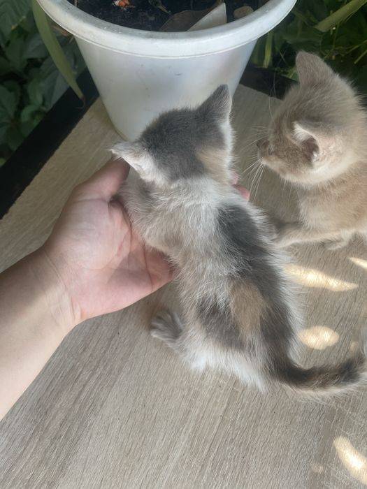 Отдам даром котенка