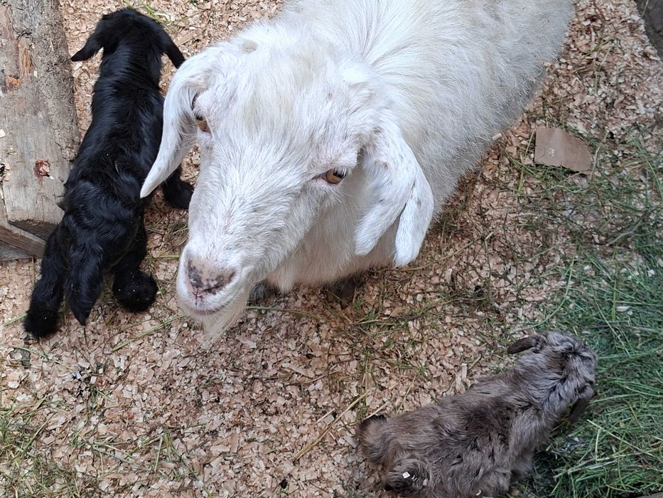 Продаются козы с козлятами