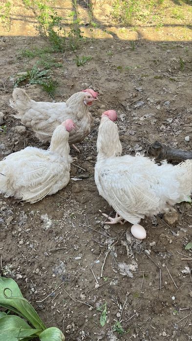Продается куры несушки тауық