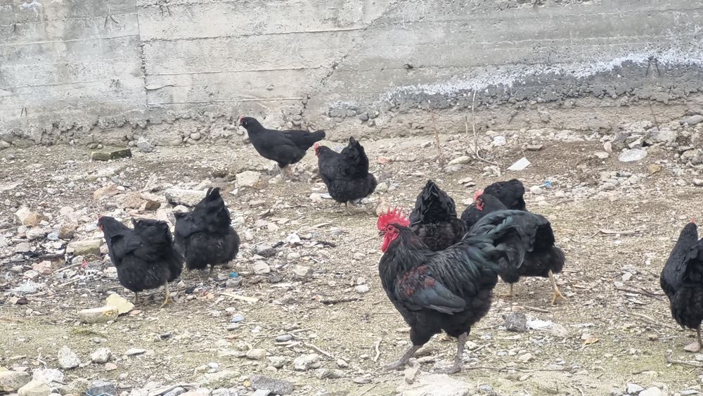 Австролорп руминский уругланган тхумлари