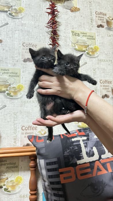 Отдам котят в добрые руки