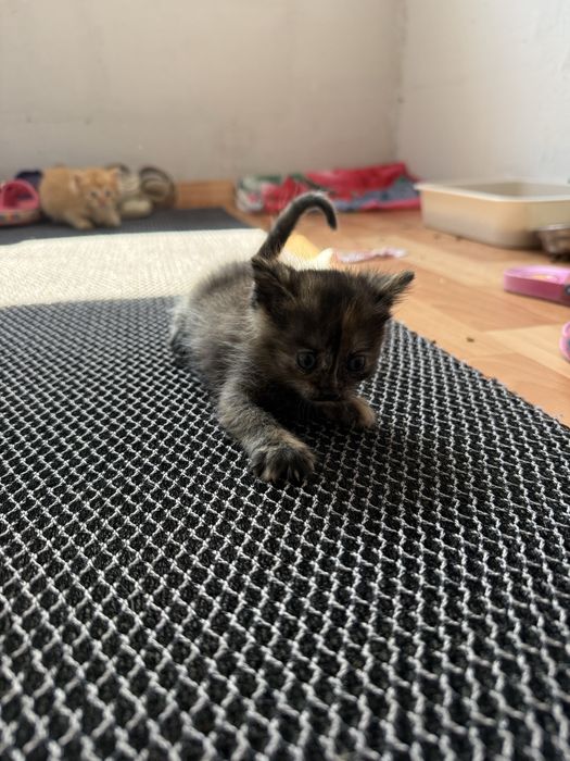 Котята британцы