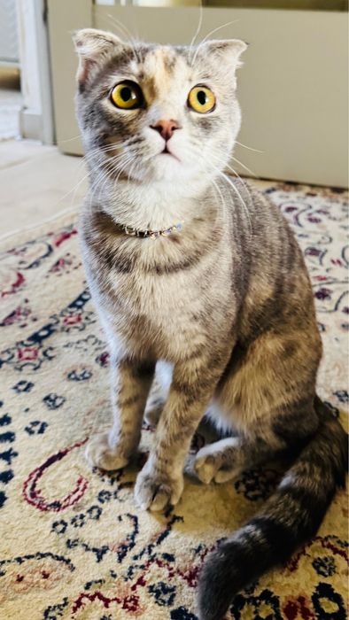 Кошка шотланская