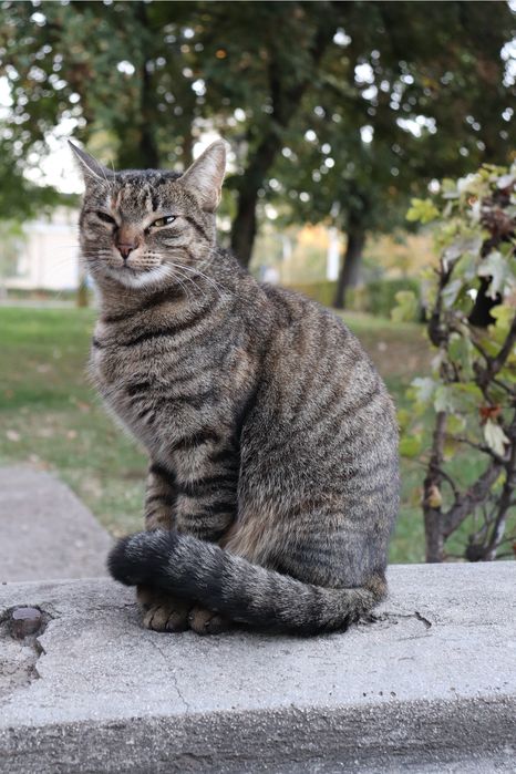 Cameră Canon EOS 800D