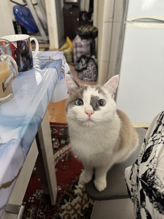 Отдам кота в хорошие руки