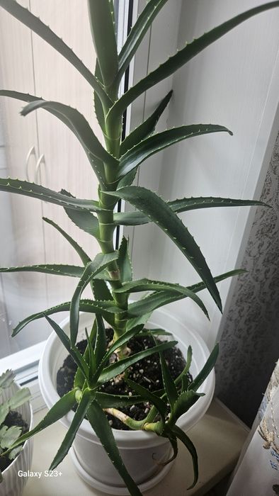 комнатные цветы по 5 тыс