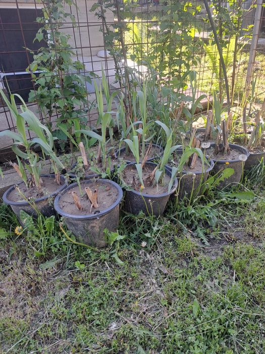 Vin butasi trestie uriașă