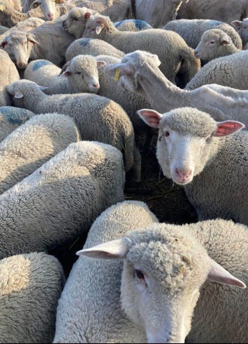 Miei merinos de palas