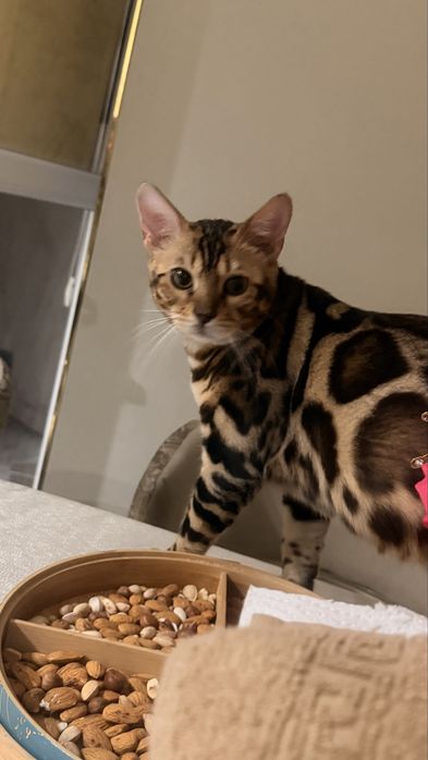Бенгальский  Кот на Вязку