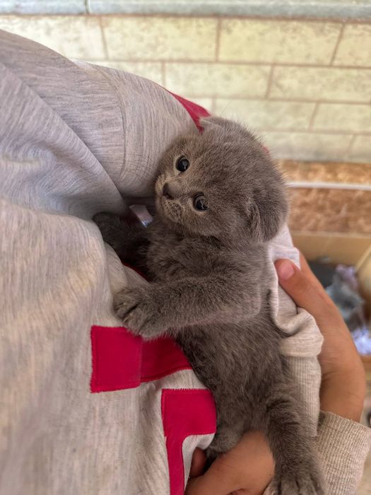 Котята Британская шиншилла