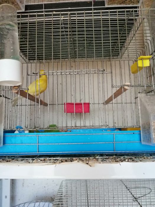 Продавам канари от 25год