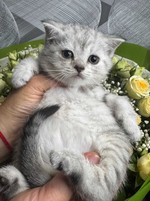 мальчик шиншилла и две дев