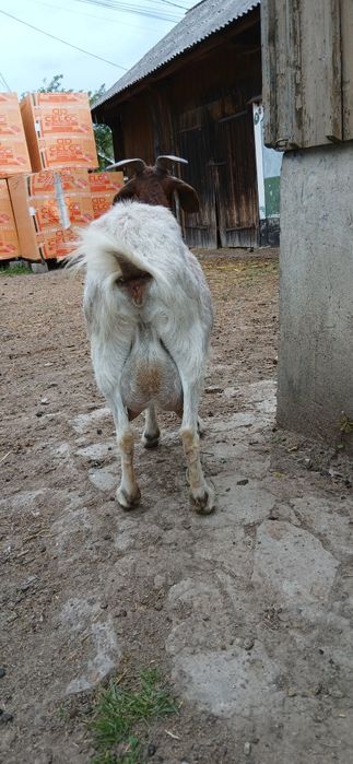 De vanzare capra boer.