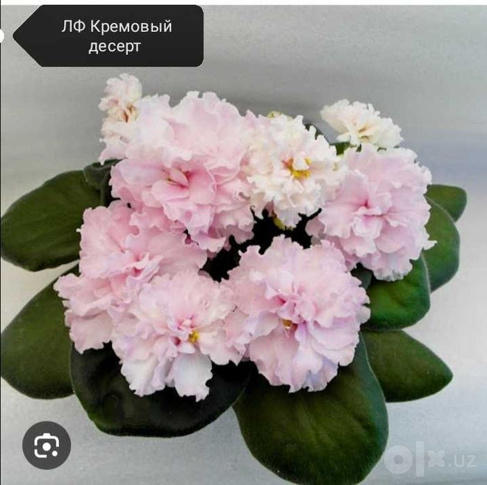 Продаются детки сортовых фиалок