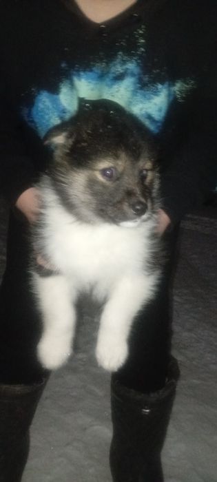 Продам щенков лайки