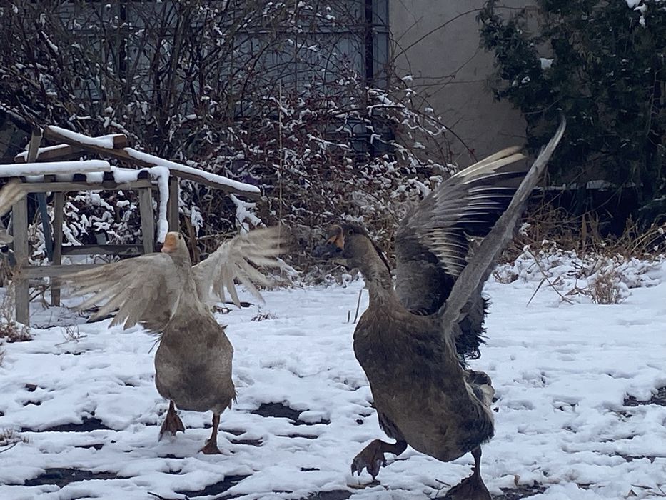 Срочно продаю Гусей!