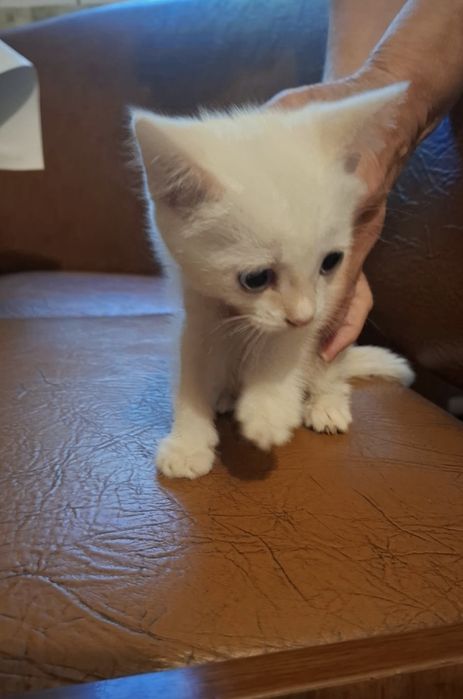 Отдам котёнка девочку в добрые руки