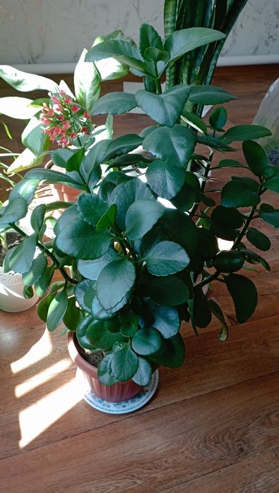 Комнатные растения