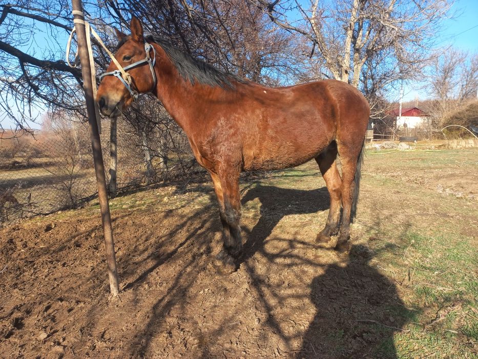 Ат сатылады коктемде 4 ке толат