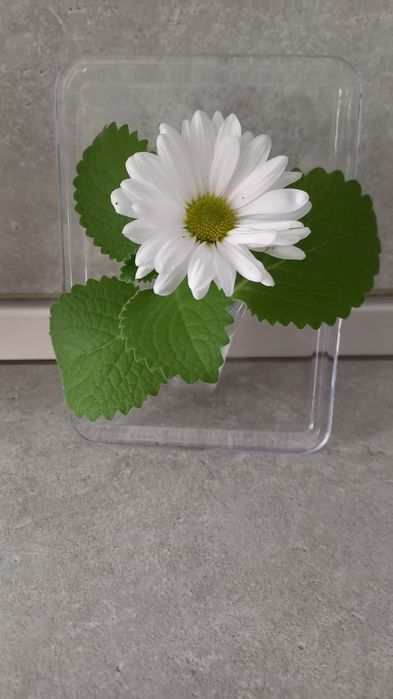 Продам мяту мексиканскую