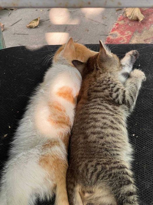 Отдам котят, бесплатно