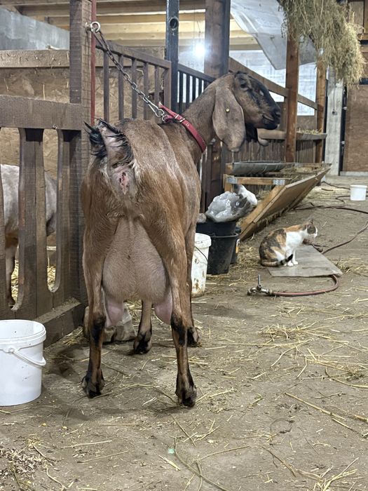 Capre si iedute AngloNubian