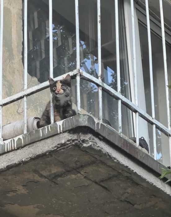 Отлам кошку в добрые руки