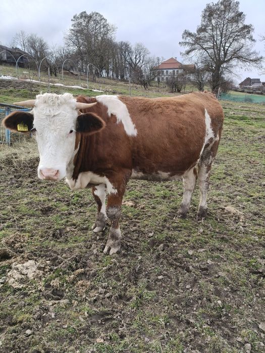 Vând 2 juninci băltate