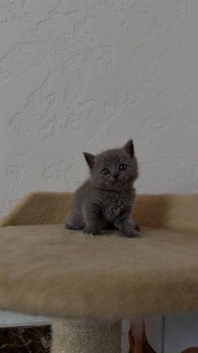 Шотландский фолд и страйд