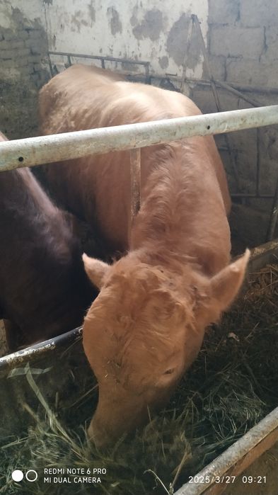 Avlikol Navoslar sotiladi semiz