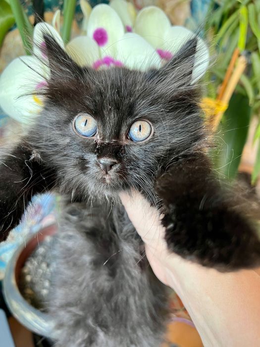 Котёнок ищет хозяев