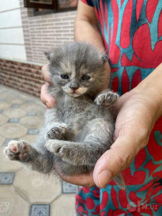 Продаётся породистые кошки