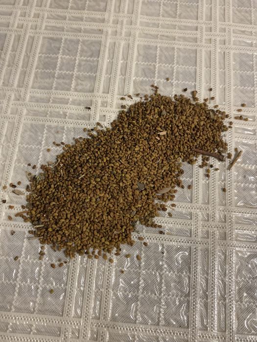 Продам Семена Клеевера