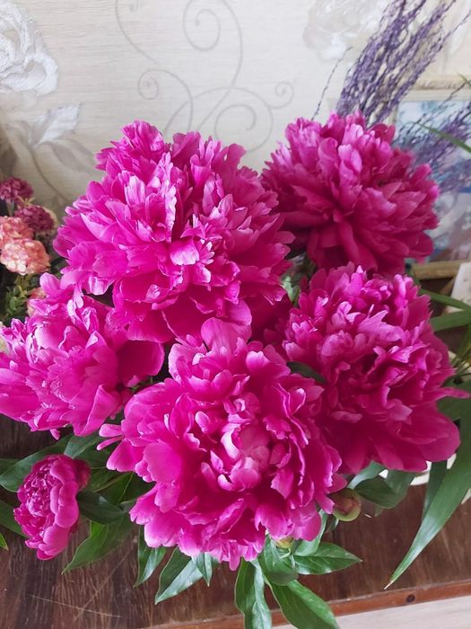 Продам саженцы пиона