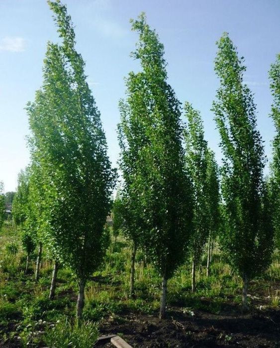 Тополь пирамидальный
