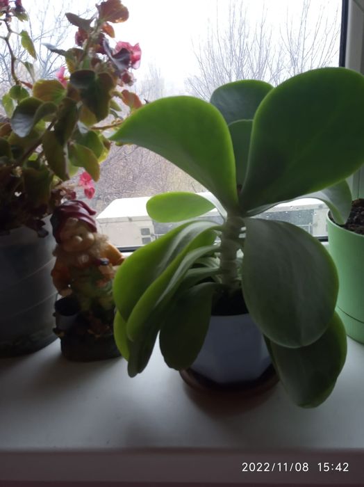 Алоэ . Суккулент .