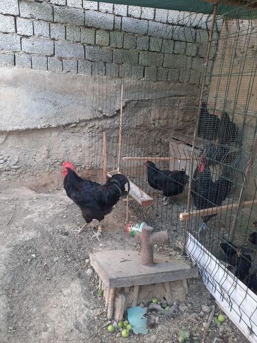 Кора шахзода тозаси