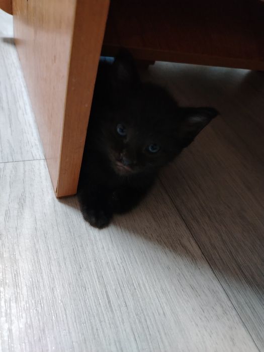 Отдам котёнка в добрые руки