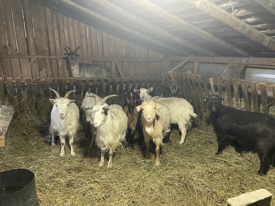 5 capre ales din 10 sau schimb cu oi breze