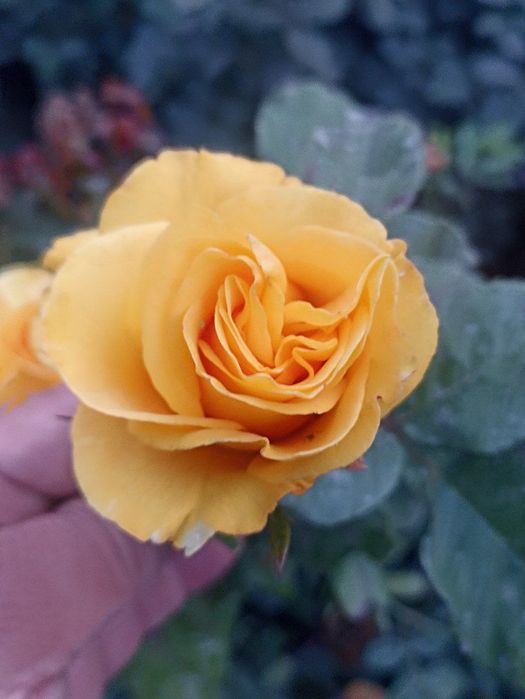 Atirgul атиргул роза