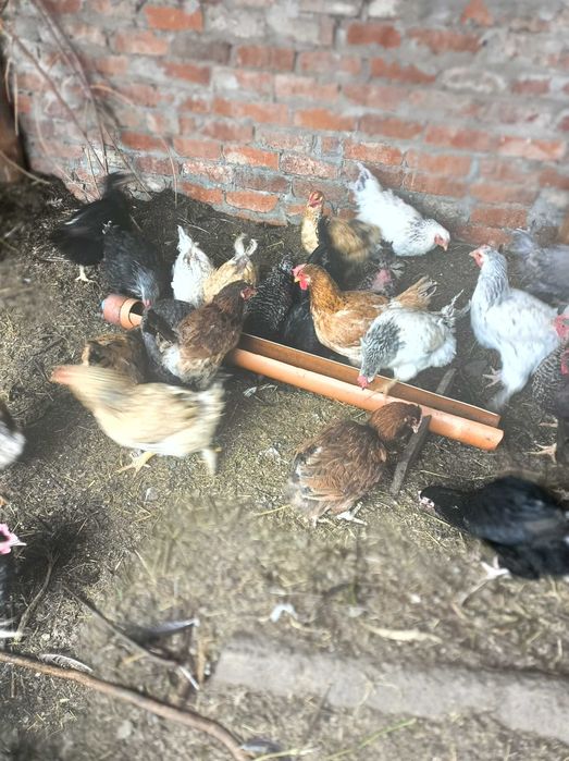 Продам кур на убой