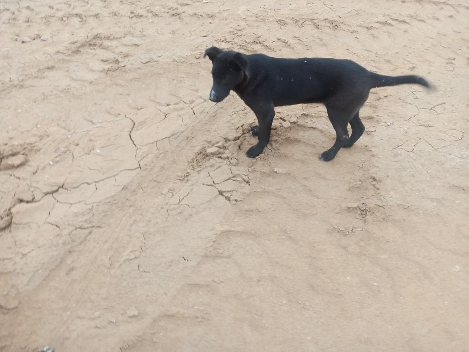 Отдам бесплатно даром 2 щенка