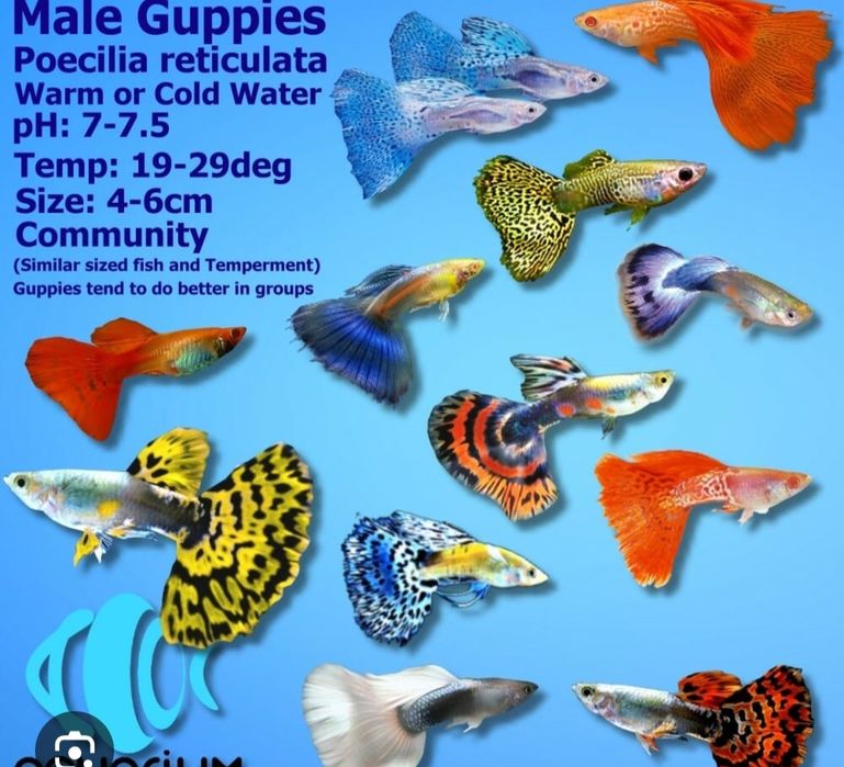 Pesti acvariu guppy fish