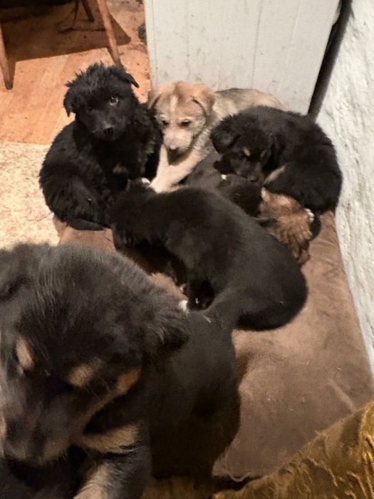 Отдам в добрые руки щенят