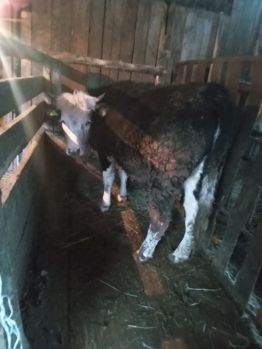 Продам бычок и телочка