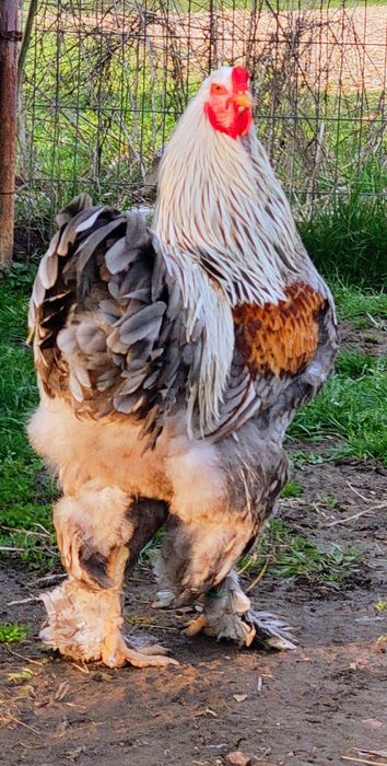 Vând cocoși Brahma Silver Orange