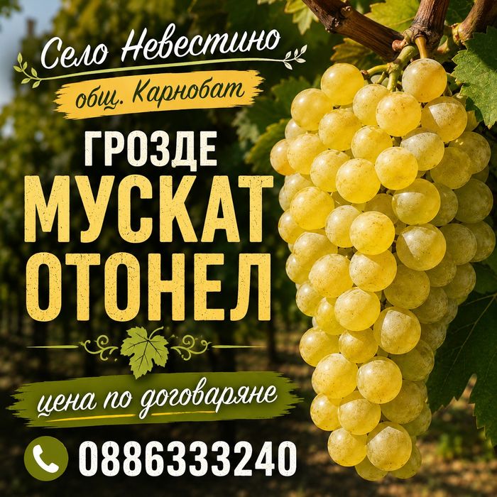 Грозде мускат отонел