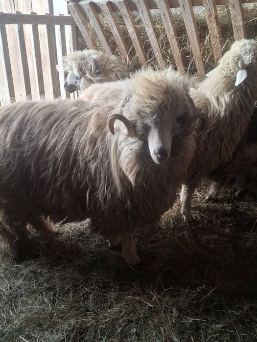 Mior de vânzare de doi ani