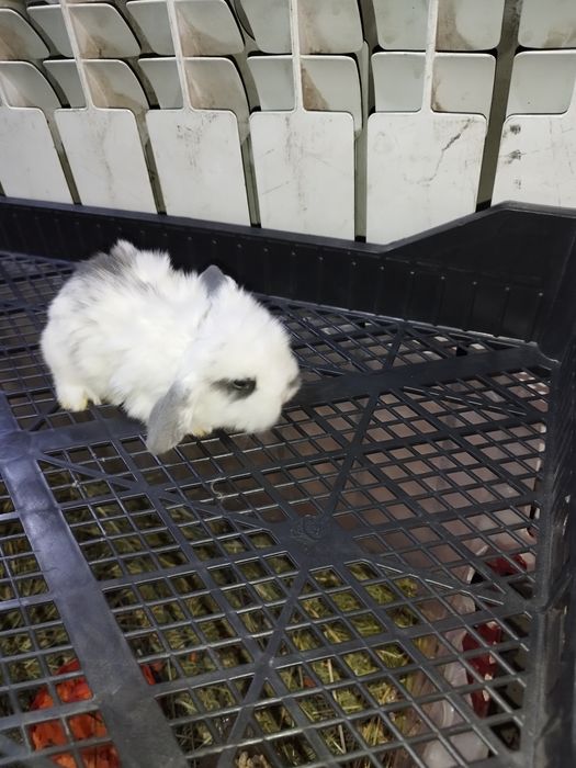 Кролики декоративные вислоухие