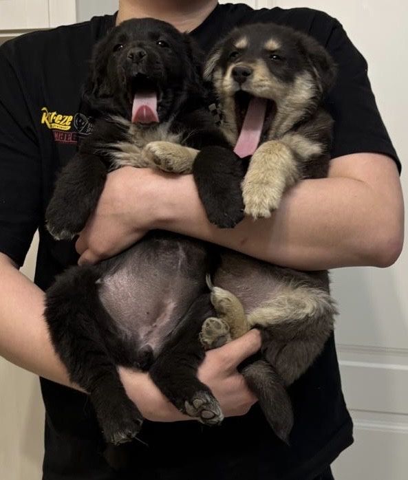 Щенята в добрые руки